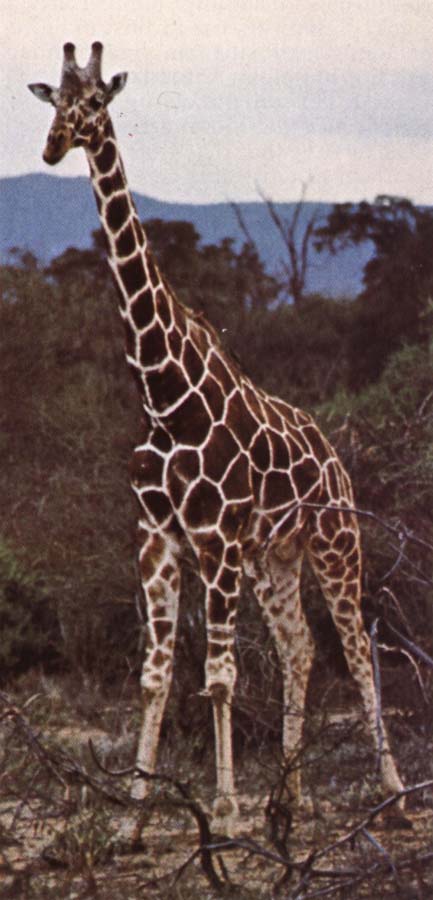 unknow artist Livsrummet had shrank ago giraffe pa its hemkontinent